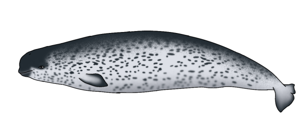 Narwhal female render