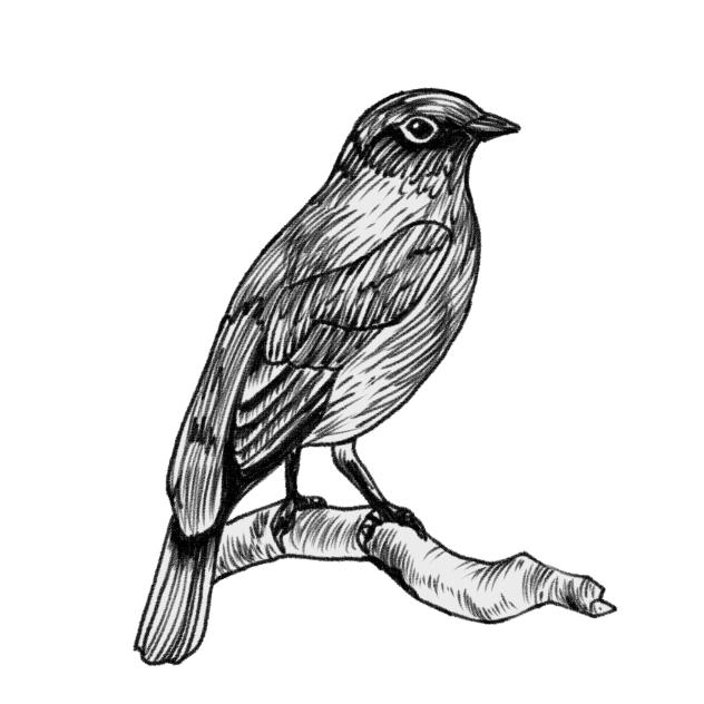 bird 2
