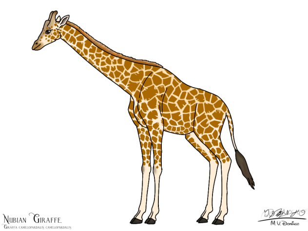 Nubian Giraffe