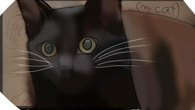 My cat😍🥰😍🥰😍