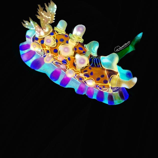 orange nudibranch with blue dots