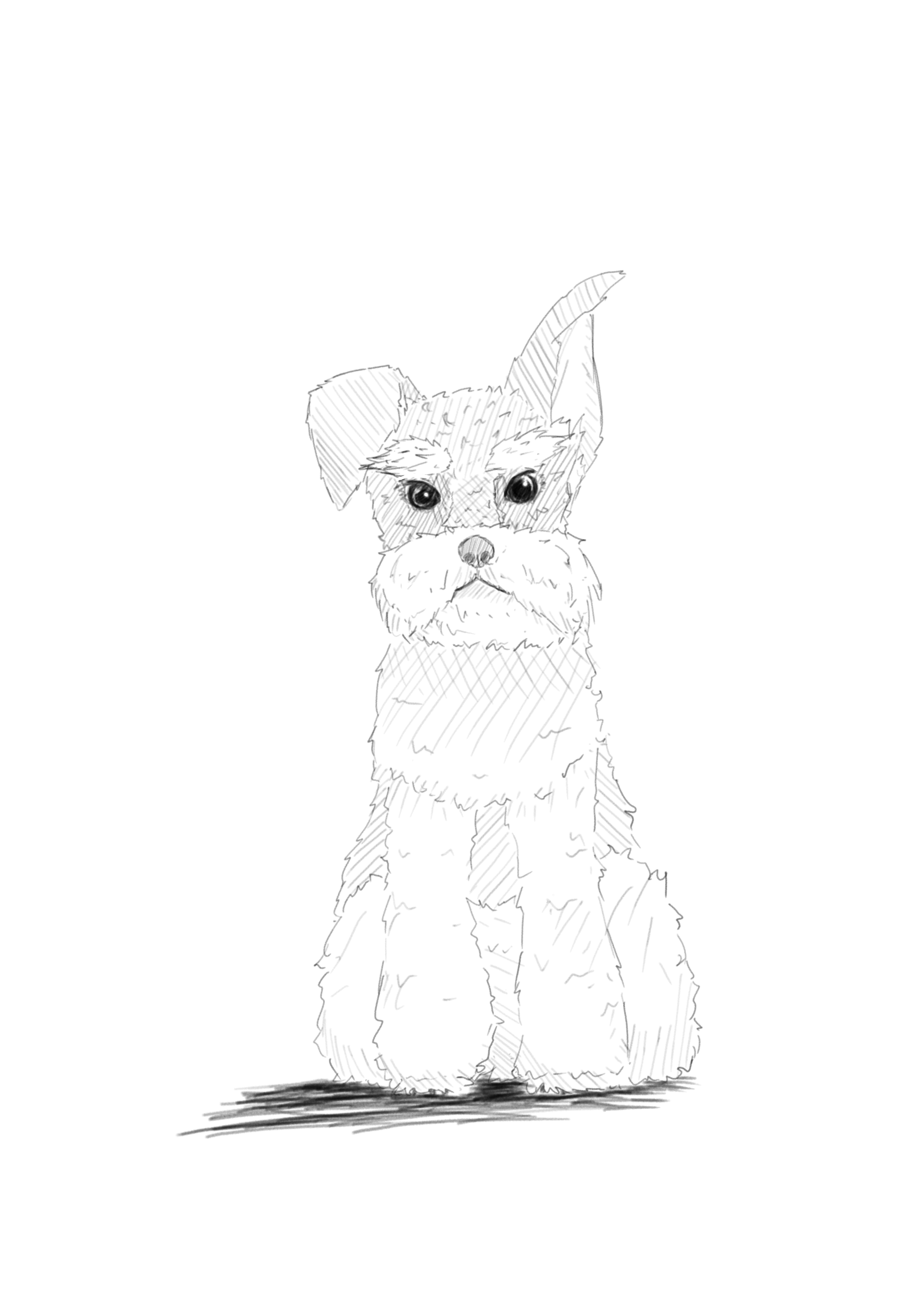シュナウザー - ibisPaint