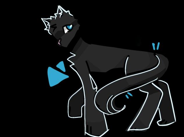 black cat