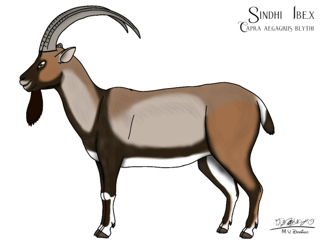 Sindhi Ibex