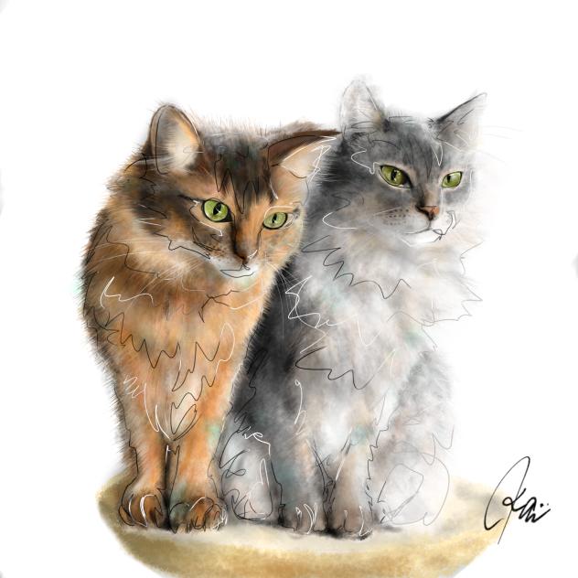 ソマリ　Somali Cat