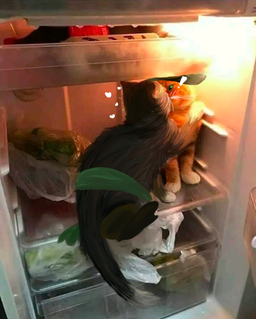 two cats real