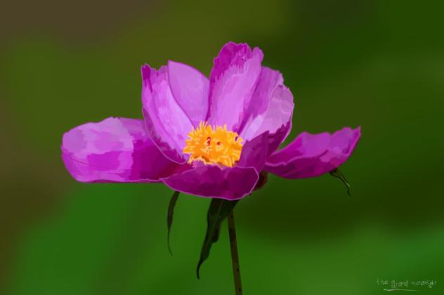 a vibrant pink peony flower 🩷