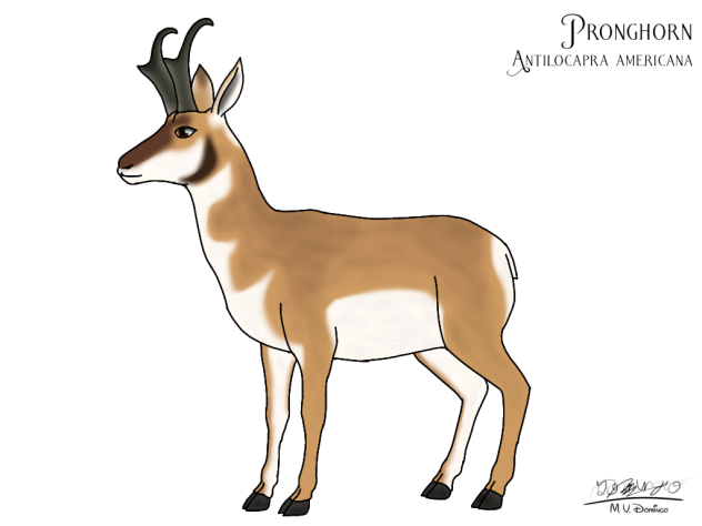 Pronghorn