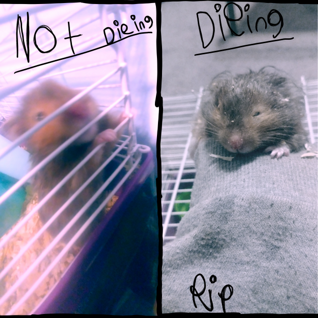 my hamster ibisPaint