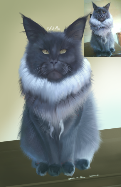Blue Smoke Maine Coon Cat
