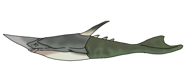 Pteraspis dixoni2