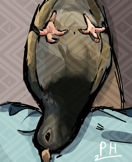 My sisters friends pigeon 🧚‍♂️