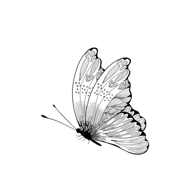 Butterfly3