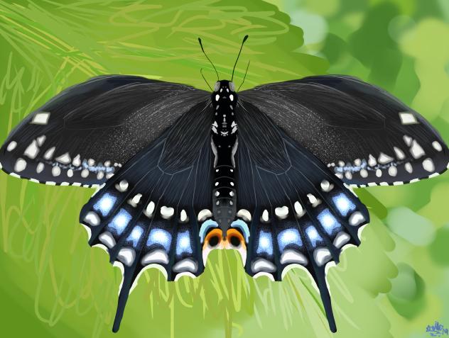 Papilio polyxenes butterfly