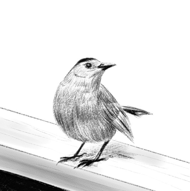 bird - ibisPaint