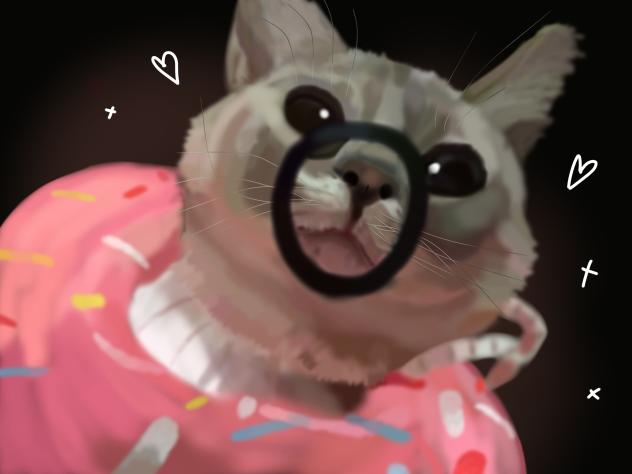 My cat