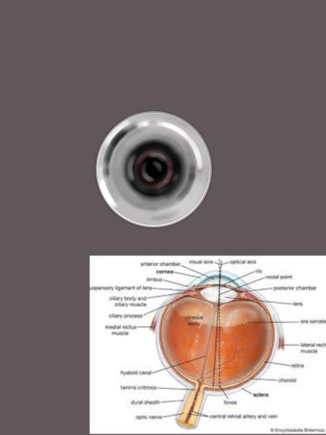 Realistic eyeball attempt
