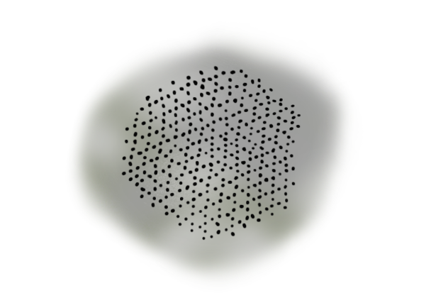Paleodictyon nodosum