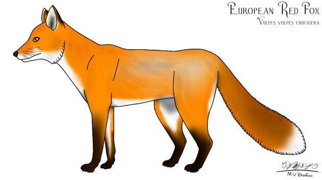 European Red Fox