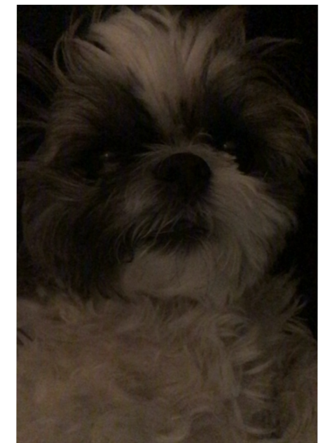 D o g g o