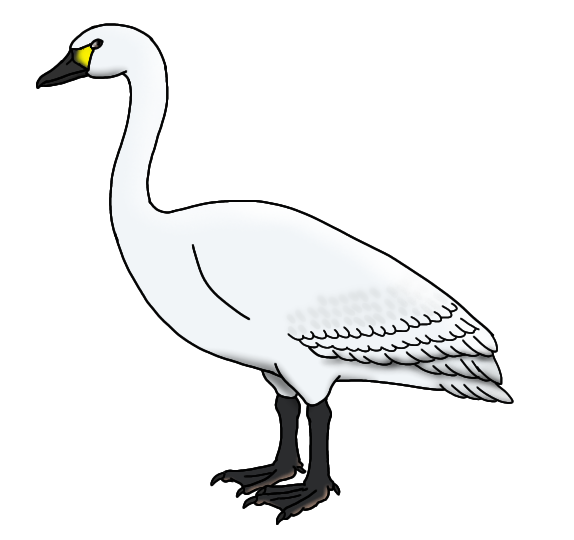 Tundra Swan render
