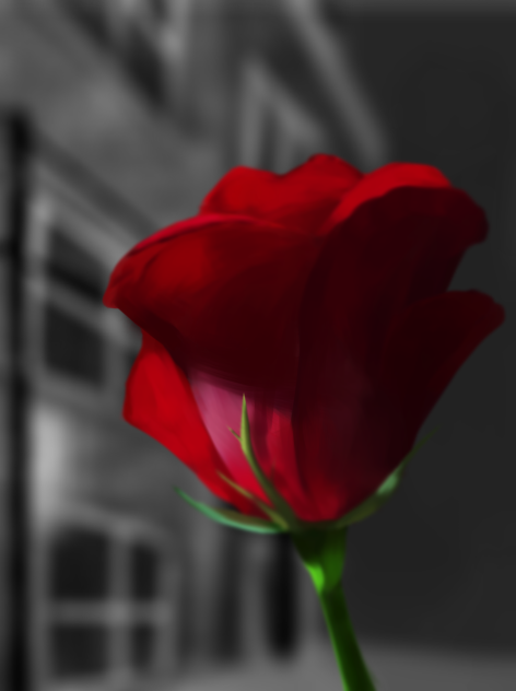 Rose