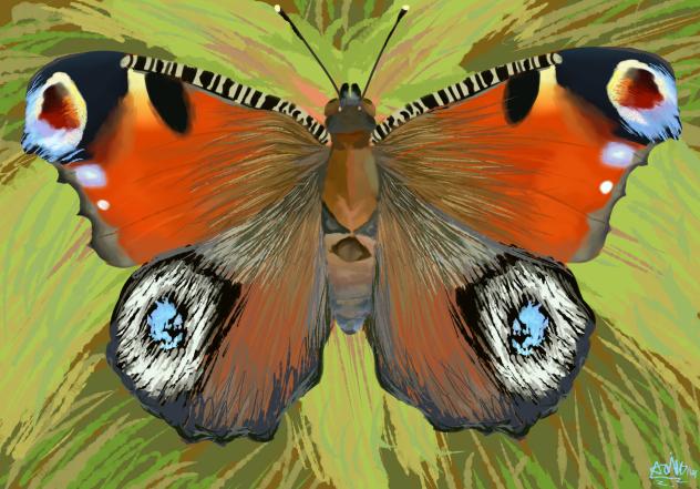 aglais io (peacock butterfly)