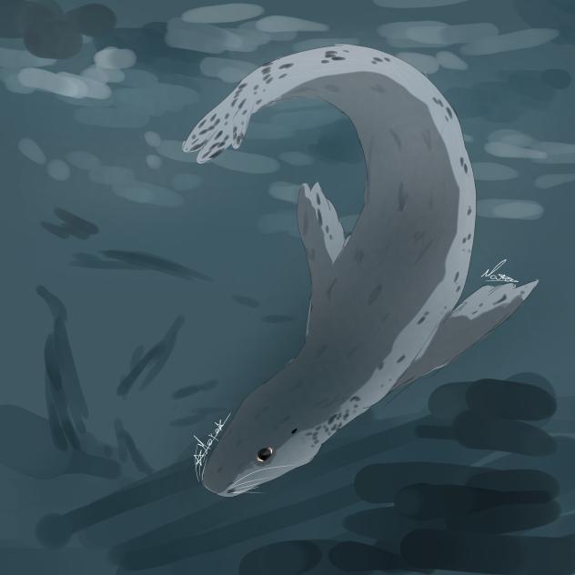 leopard seal