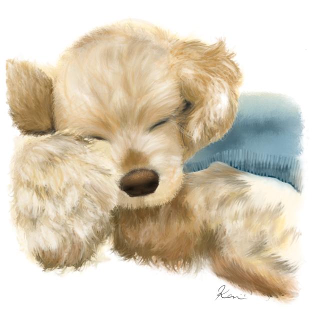 Daizu ダイズ  American Cocker Spaniel 2