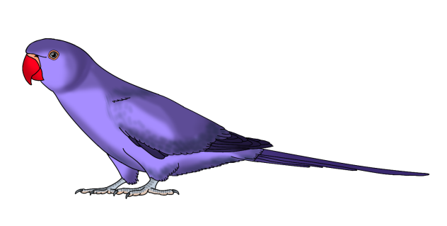 Rose Ringed Parakeet violet