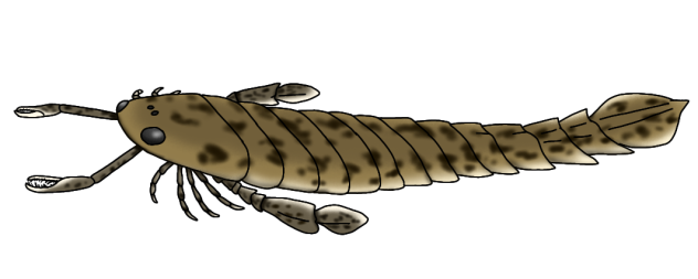 Pterygotus anglicus render