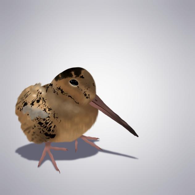 Meep bird