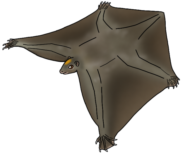 Philippine Flying Lemur render