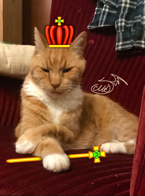 King cat