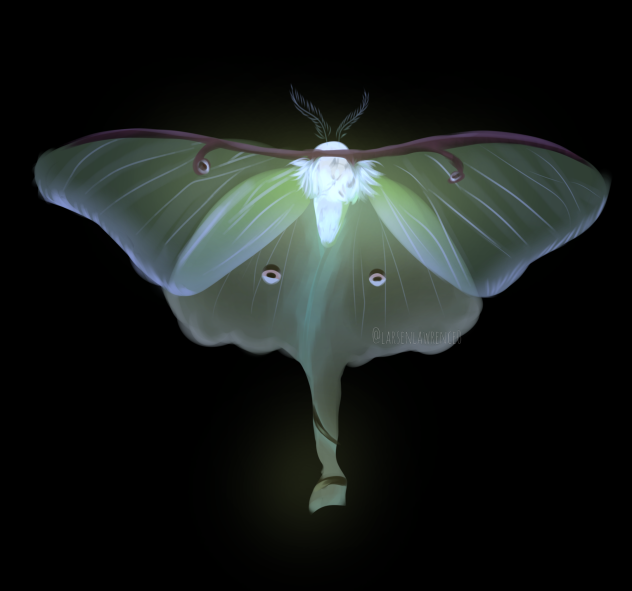 Actias luna
