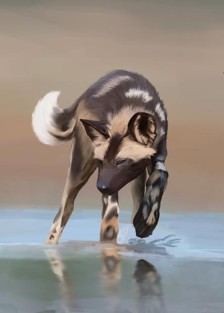 wild dog