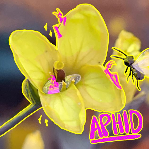 Aphids