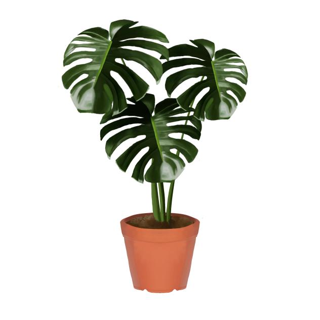 Monstera Plant