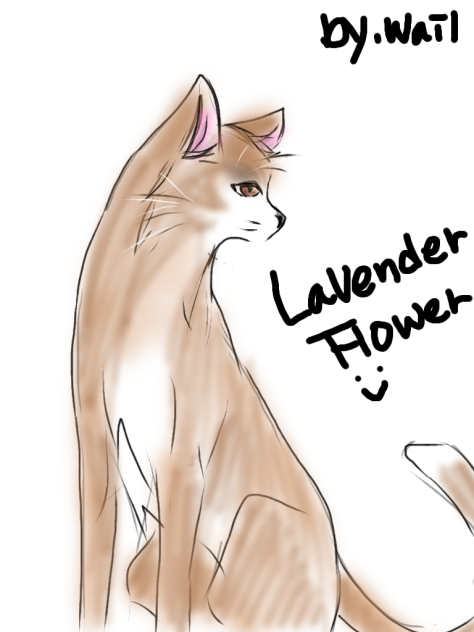 lavender flower