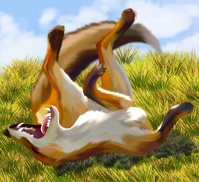 anatomy-study-fox-full-body
