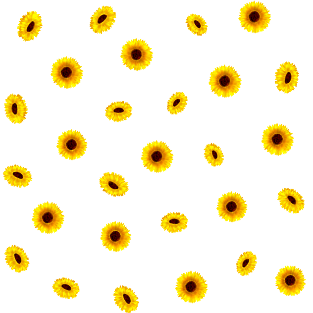 Sunflower 🌻