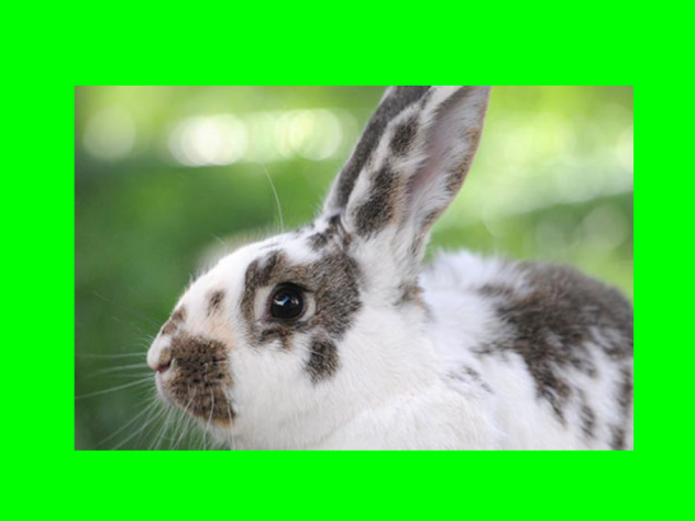 Bunny 10