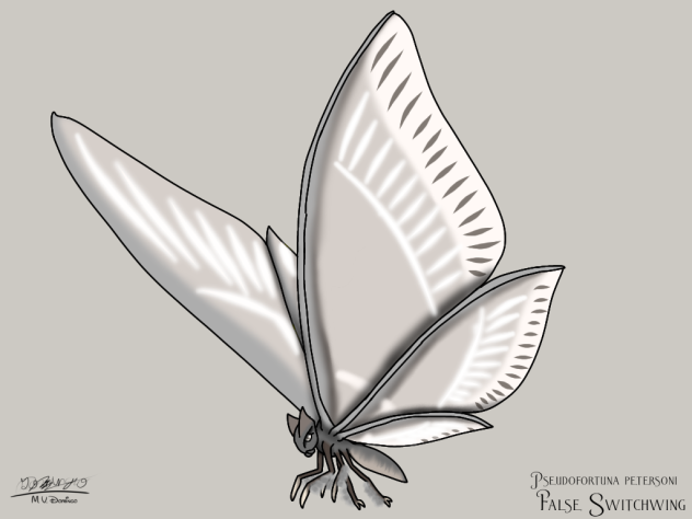 False Switchwing glow