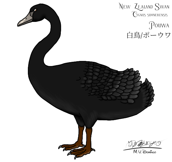 New Zealand Swan