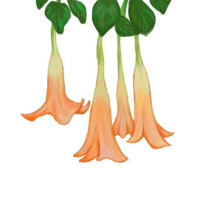 Angel's trumpets