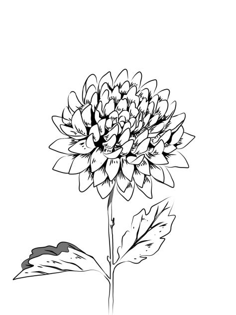 Chrysanthemum #1