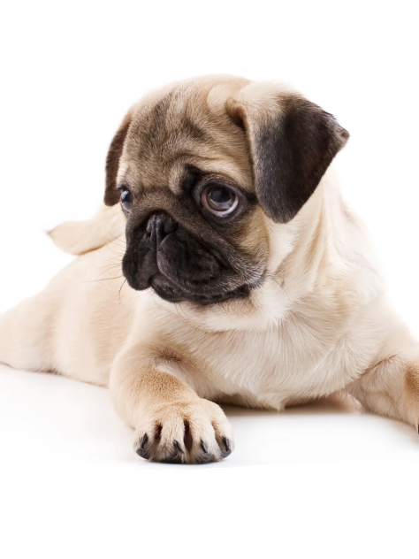Puppy 3