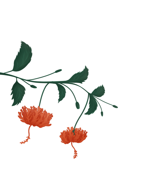 Hibiscus - ibisPaint