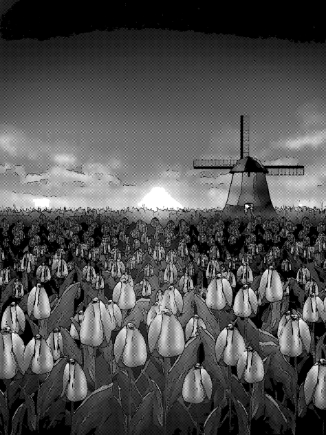 Tulip field (Sunset)2