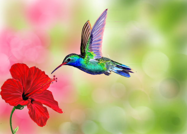 hummingbird